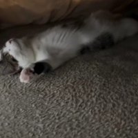 こたつで寝る猫