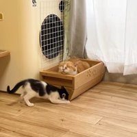 寝る茶トラ猫とベッドの下を掘る白黒猫