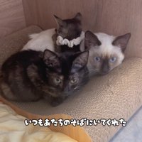 くっついている3匹の猫
