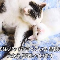 寝ている白猫を毛づくろいする猫