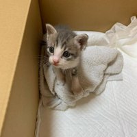 段ボールの中にいる子猫