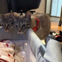 猫と赤ちゃん