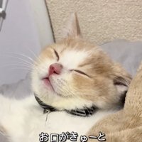 布団をかぶって寝ている薄茶ハチワレの猫