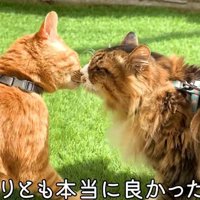毛づくろいをしている2匹の猫