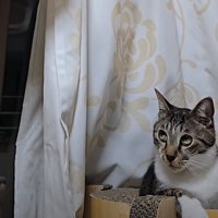 驚いた表情の猫