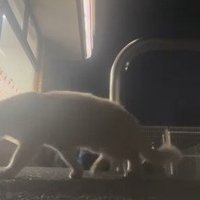キャリーケースに向かって茶トラ猫
