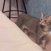 向こうを見つめる猫