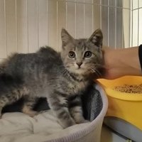 ベッドの端に立つ子猫