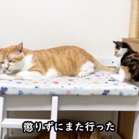 猫ベッドで寝る成猫と後ろにいる子猫