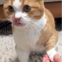 おかわりをしている猫