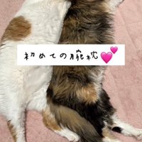 並んで寝る猫