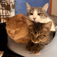 ペットベッドに3匹で入っている様子