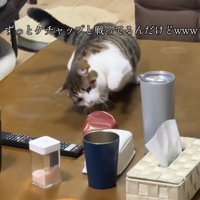 へっぴり腰なねこ