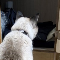 洋服タンスの中を見ている猫