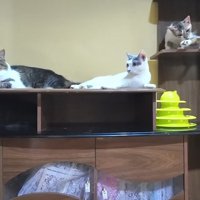 棚でくつろぐ4匹の猫