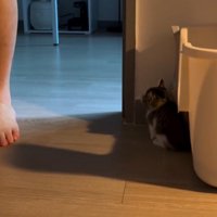 壁に潜んだままの猫と部屋に来た人間の足