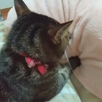 毛布をフミフミする猫