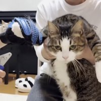 男性に抱っこされて爪を切られそうな猫