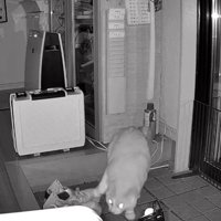 暗視カメラ、砂かきをする猫