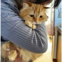 抱かれている猫