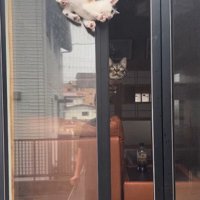 窓の隙間の子猫と見守る猫