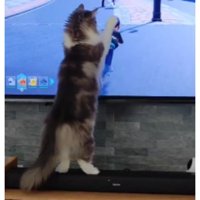テレビ前にいる猫