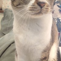 お座りする猫
