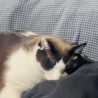 ソファで旦那さんの服に顔を乗せてくつろぐ保護猫