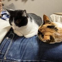 ご主人の上に座る猫