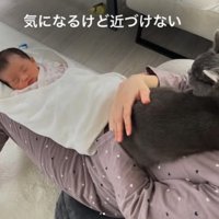 飼い主に抱っこされながら新生児を見つめている猫