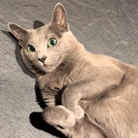 両前足をくっつけて寝転がっている猫の上半身