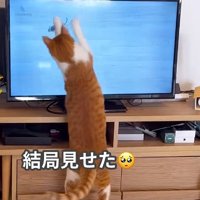 猫用動画で遊ぶ猫