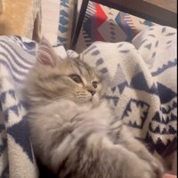 人にマッサージされている猫