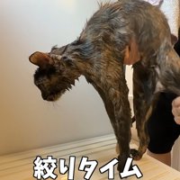 お風呂場で持ち上げられる猫（絞りタイム）