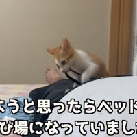 お腹の上に乗る子猫（寝ようと思ったらベッドが遊び場になっていました）