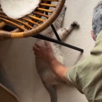 寝そべっているシャムトラ猫を優しく撫でる男性