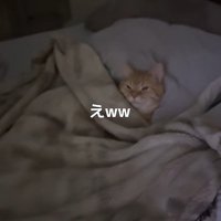 布団に入った猫
