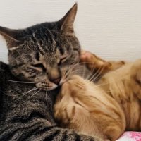 茶トラ猫をグルーミングするキジトラ猫