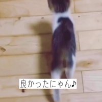 歩き回る子猫