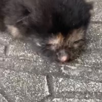 道路に落ちていた小梅ちゃん