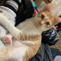 カメラ目線の猫