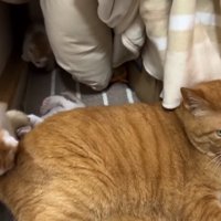 子猫にじゃれられる成猫