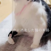 頭に被った排水溝ネットを外そうとする保護猫