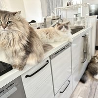 キッチンにいる3匹の猫