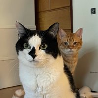 白黒猫と茶トラ猫