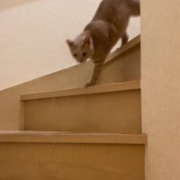 階段を勢いよく下りる猫