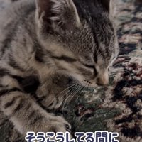 寝ている子猫