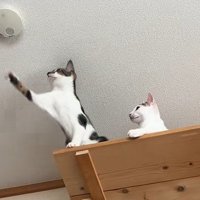 紐に届かない猫