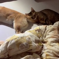 犬のしっぽで眠る猫