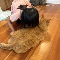 女の子に吸われる猫
